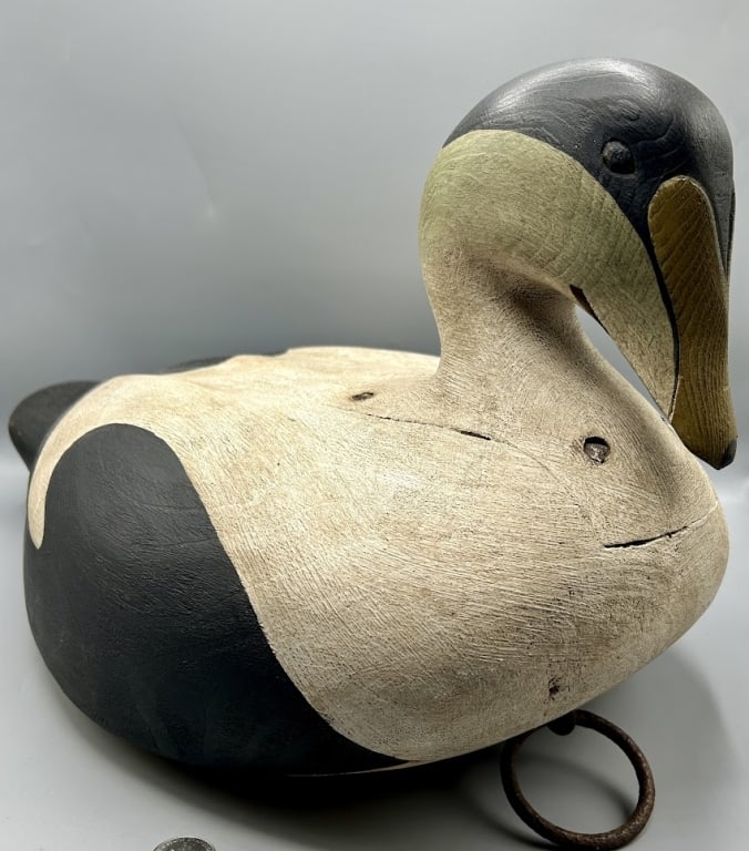 Exceptional Eider Drake by Marty Collins (1 of 5)