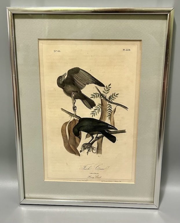 Fish Crow Print by John J. Audubon (1 of 1)