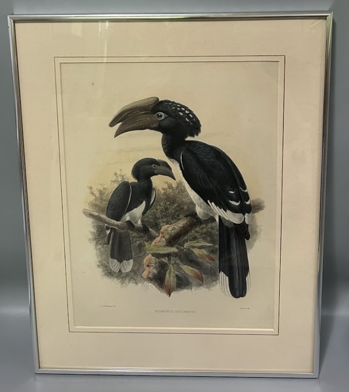 Trumpeter Hornbill Lithograph by Daniel Elliot: A 14 by 10 1/2 inch hand colored lithograph of Trumpeter Hornbills by Daniel Giraud Elliot, circa 1880. Frame is 19 1/4 by 15 1/4 inches. As Found