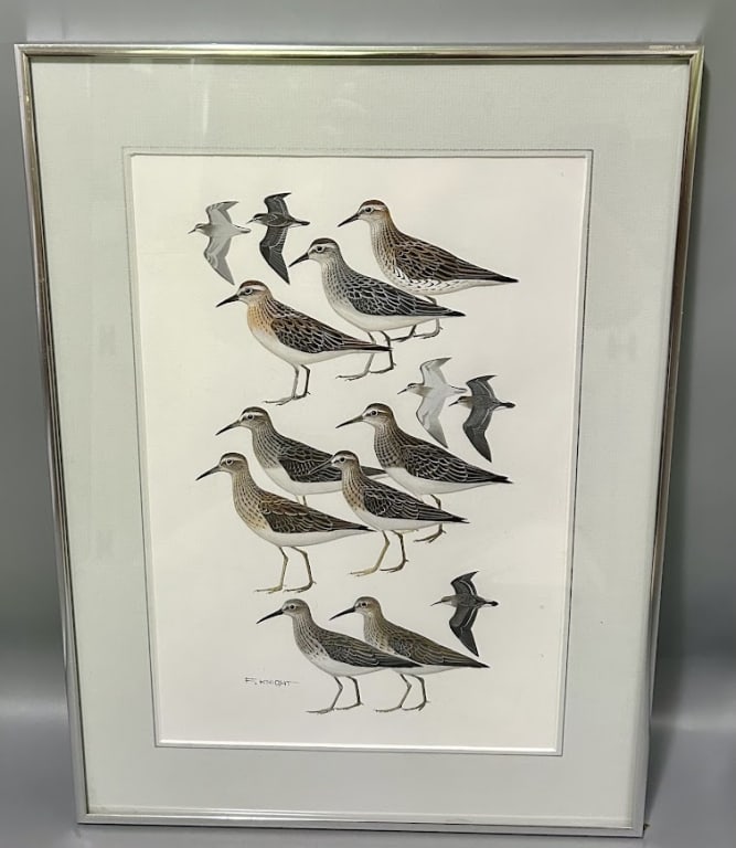 Art for a Field Guide to the Birds of Australia: A 14 1/2 by 9 1/2 inch Sandpiper identification print by Frank Knight (b. 1941), Australia. Frank is the Roger Tory Peterson of Australia, Principle artist in Australia's Field Guide to the Birds. Fra