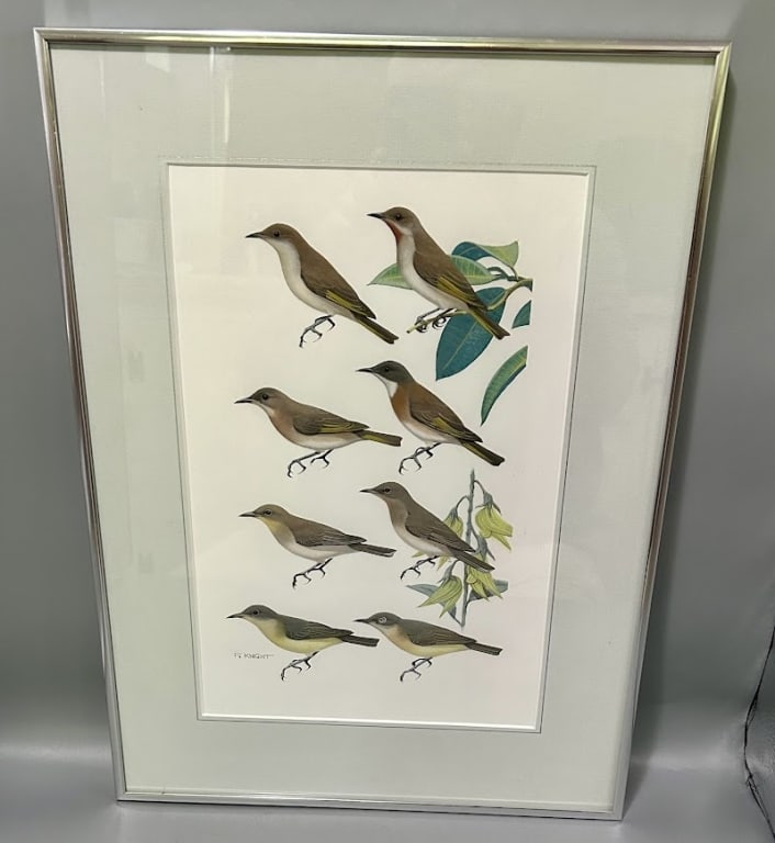 Art for a Field Guide to the Birds of Australia: A 13 3/4 by 9 inch Bird identification print by Frank Knight (b. 1941), Australia. Frank is the Roger Tory Peterson of Australia, Principle artist in Australia's Field Guide to the Birds. Frame is 19