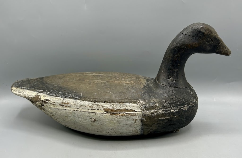 Brant from New Jersey (1 of 4)