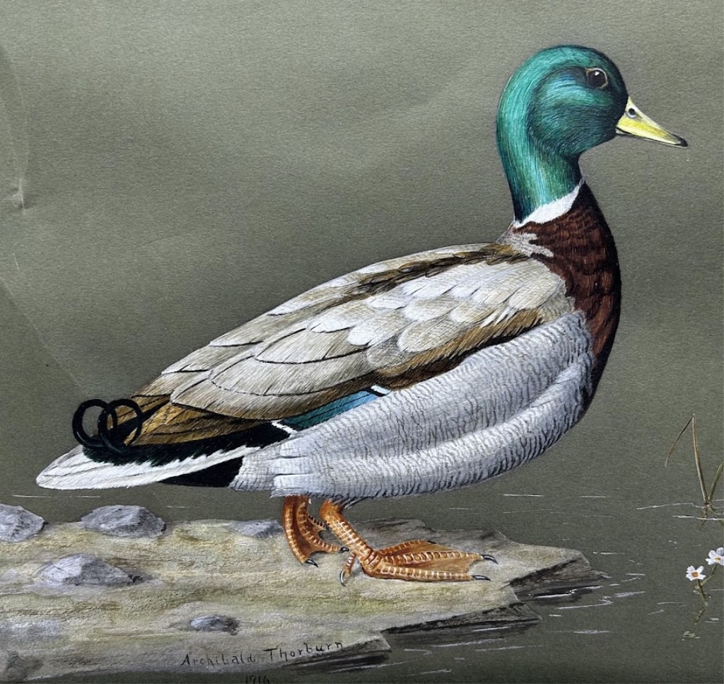 Mallard Drake Painting by Archibald Thorburn: An 8 1/2 by 11 1/2 inch painting on paper by Archibald Thorburn (1860-1935), Lasswade, Midlothian, Scotland, signed and dated 1916 lower left. Painted subject in good condition, left side of paper has