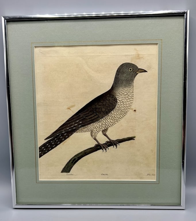 1730s Engraving of a Cuckoo by Eleazar Albin (1 of 2)