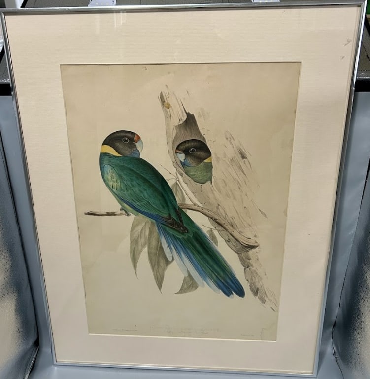 Colored Lithograph by John Gould and Henry Richter (1 of 2)