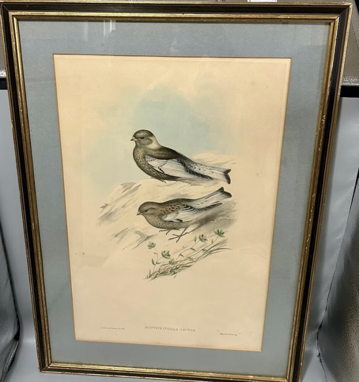 Colored Lithograph by John Gould and Henry Richter (1 of 2)