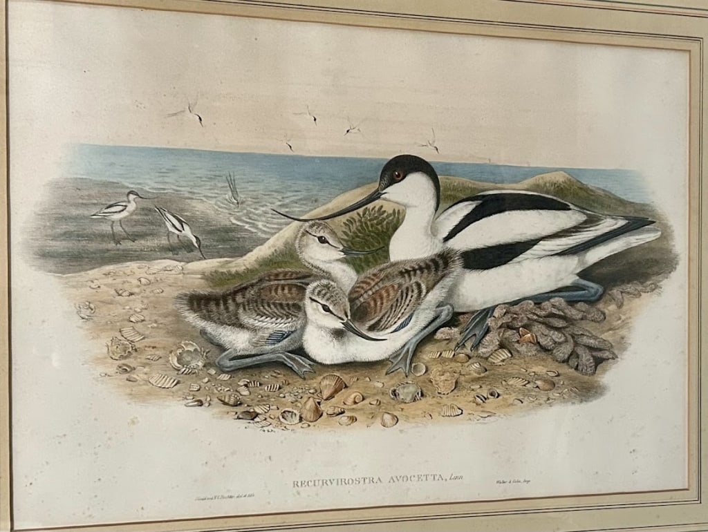 Colored Lithograph by John Gould and Henry Richter (1 of 1)