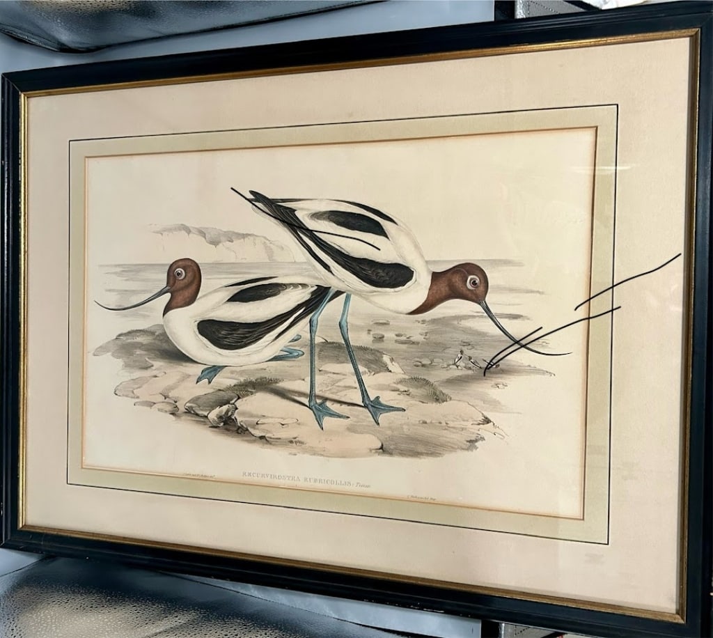 Colored Lithograph by John Gould and Henry Richter (1 of 2)