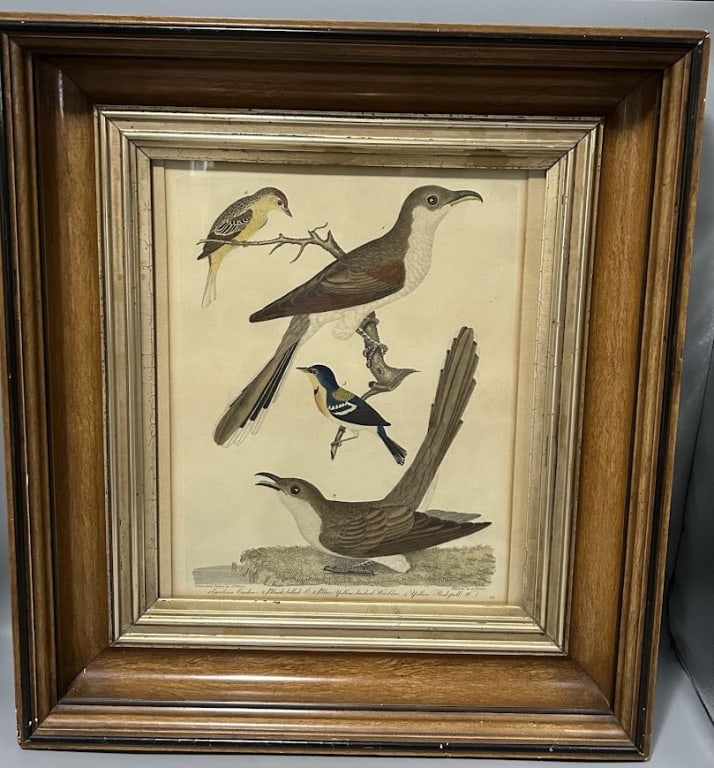 Colored Engraving Drawn from Nature by A. Wilson (1 of 1)