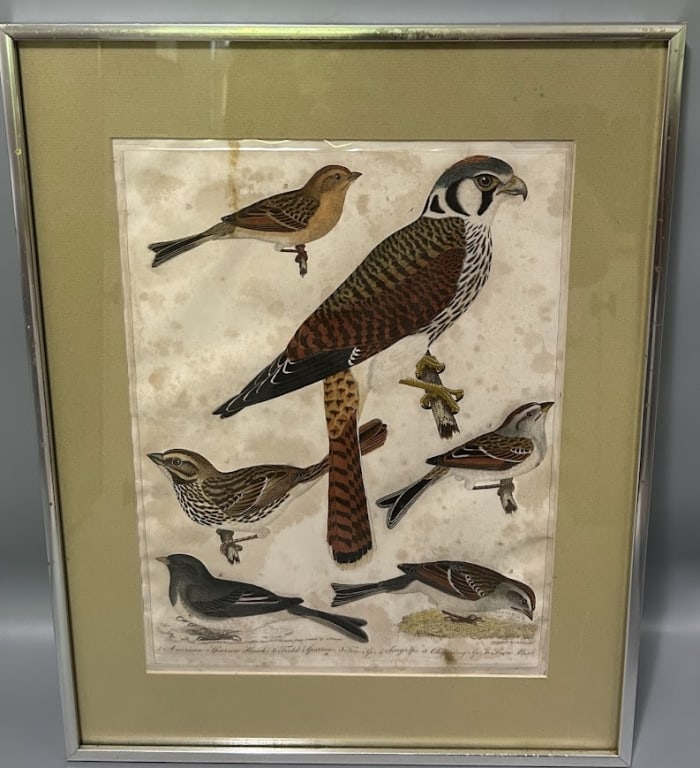 Colored Engraving Drawn from Nature by A. Wilson (1 of 1)