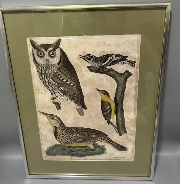 Colored Engraving by Alexander Wilson (1 of 1)