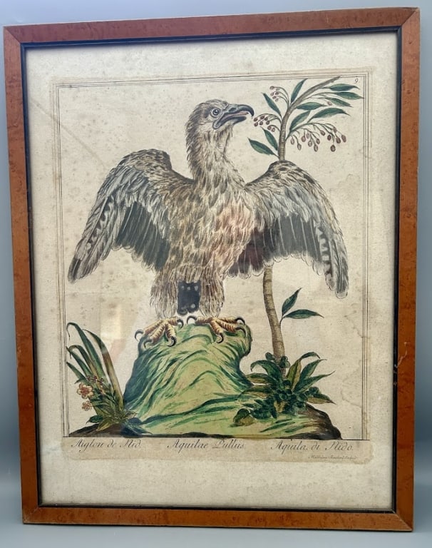 18th Century Eagle Etching by Bouchard: A 15 by 12 1/2 inch etching with engraving, colored by hand. Titled Algion de Nid (Nesting Eagle) created by Maddalena Bouchard, circa 1780. Frame is by inches. Condition is - as found.