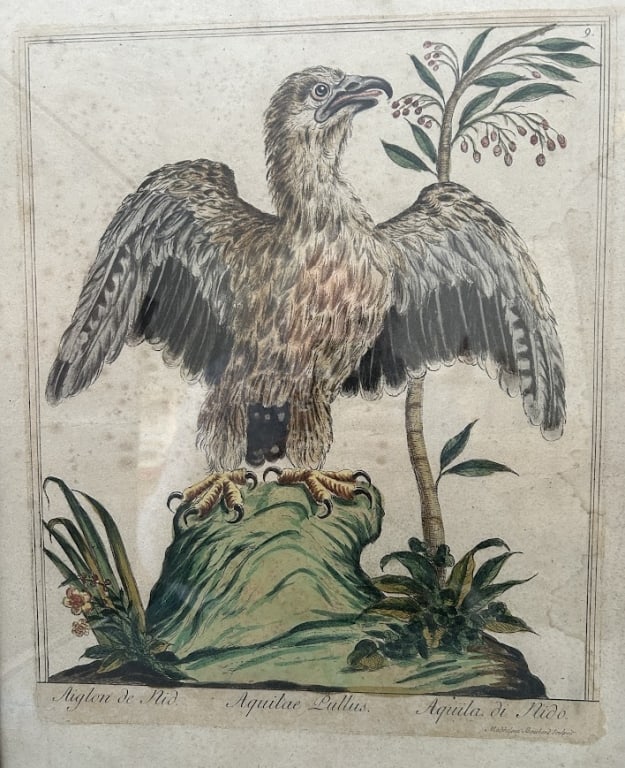 18th Century Eagle Etching by Bouchard - 2