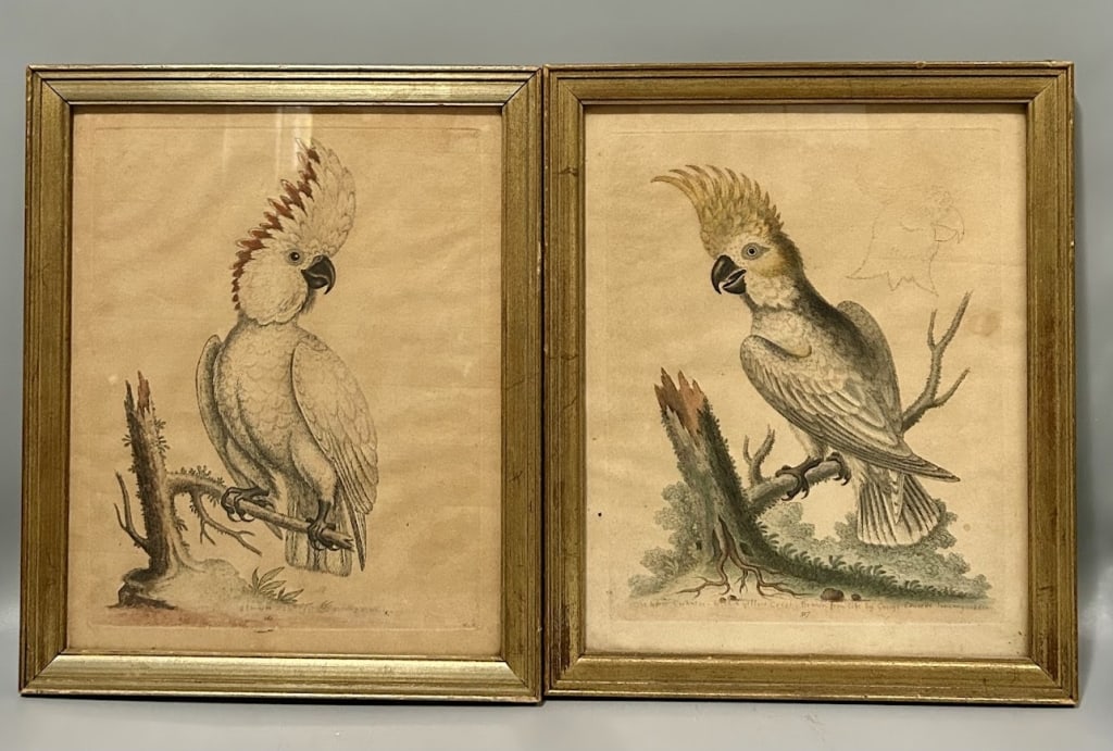 Two 18th C. Colored Etchings by George Edwards (1 of 1)