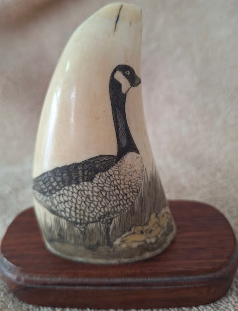 Scrimshaw Tooth with Canada Goose Motif: An antique 4 by 3 inch tooth with a Canada Goose scrimshaw motif by Andrew, signed and dated 1970 with a hand crafted wooden base.Per Federal regulation, this lot may only be purchased by a MA. reside