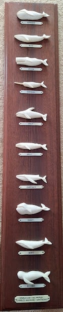 Ten Whales of the World Plaque by Charles Manghis: A 26 by 5 inches whale plaque displaying ten hand carved different species of whales with each identified with a scrimshawed plaque beneath the carving. This finely crafted piece of folk art was creat