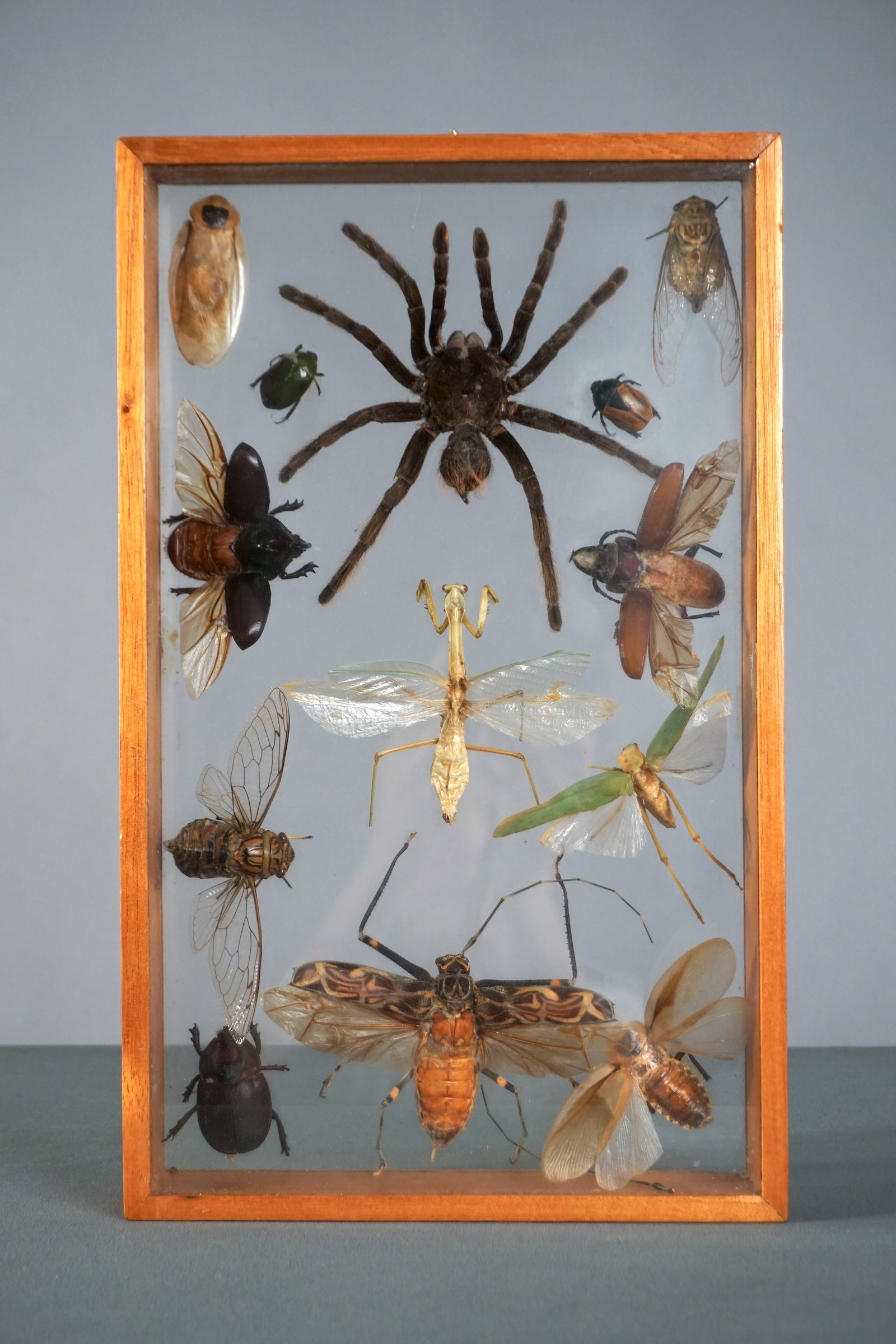 Framed Exotic Insects Bugs in Shadow Box - Tarantula, Early 20th Century Specimens: A striking entomological display featuring a large tarantula surrounded by a curated arrangement of exotic insects, including beetles, cicadas, flying roaches, a praying mantis, grasshoppers, and othe
