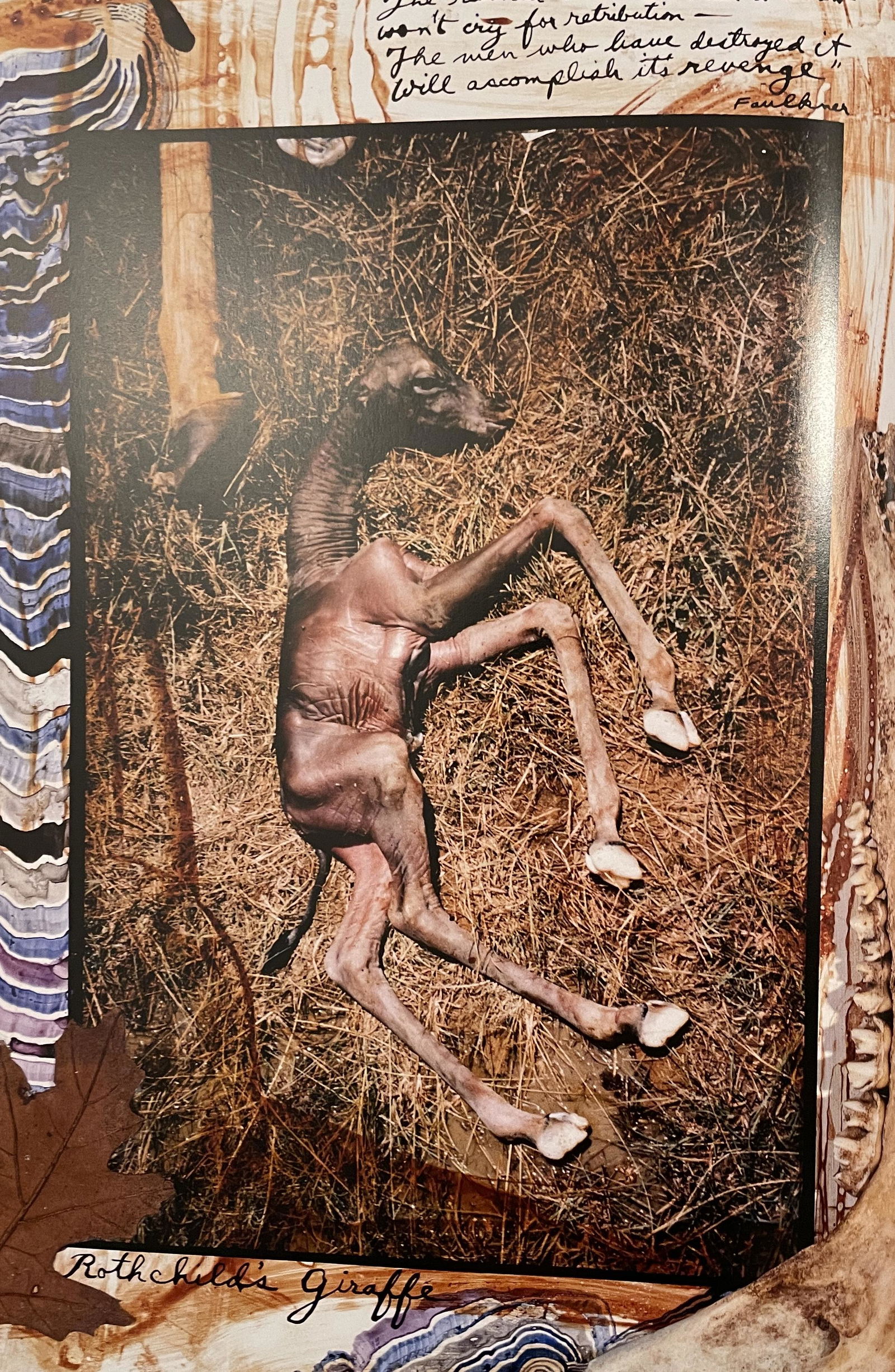 Peter Beard - Rothchilds Giraffe: PETER BEARD (1938-2020) Rothchilds Giraffe Print in Colors, Printed in the 2000s 8 1/4" x 12 1/4" Peter Beard was an American photographer best known for his documentary images of Africa arranged in u