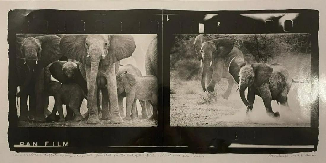 Peter Beard - Elephants, Photograph: PETER BEARD (1938-2020) Elephants Photograph, Printed Later 12" x 24"