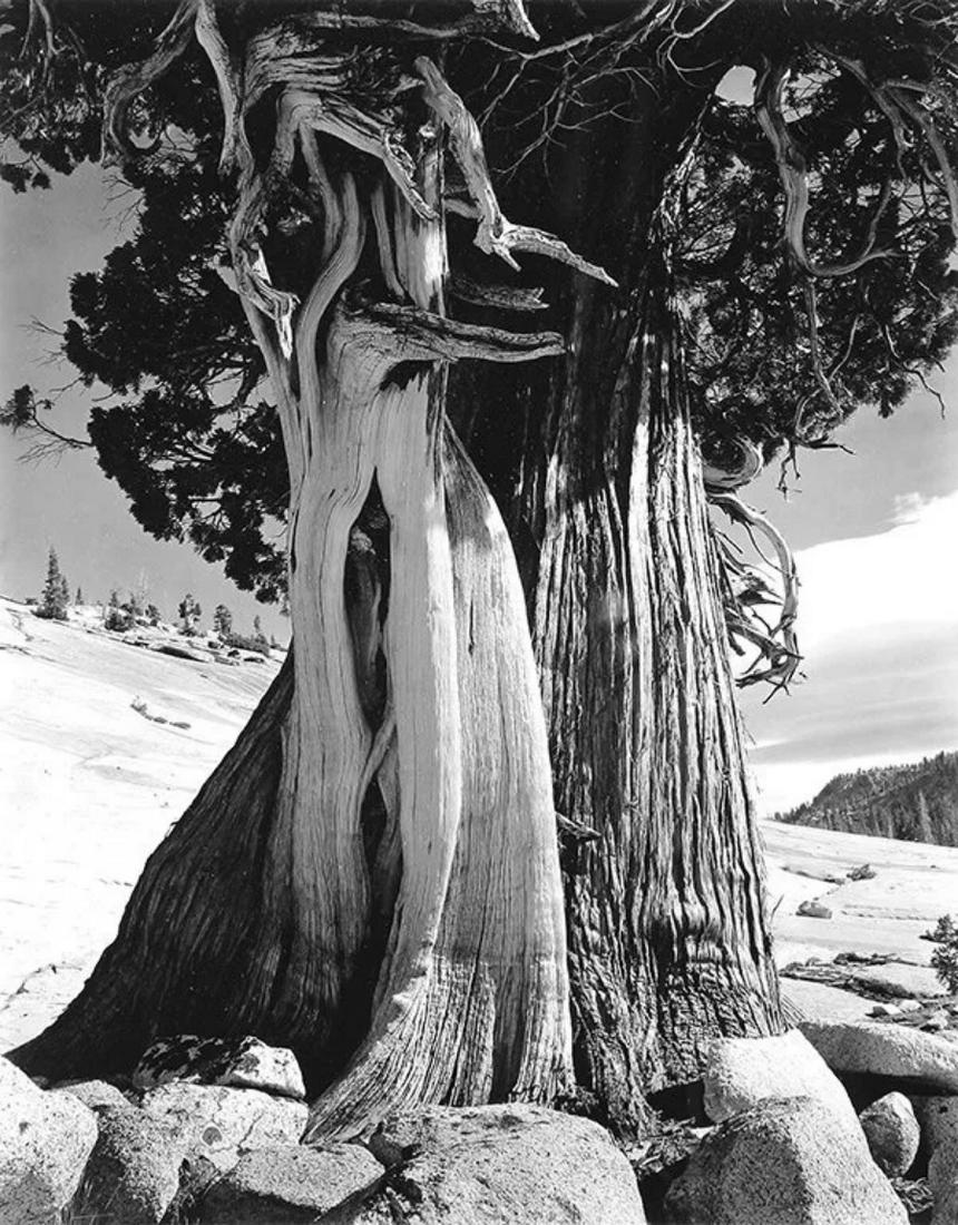 Edward Weston - Juniper, Sierra Nevada, 1937 (1 of 1)