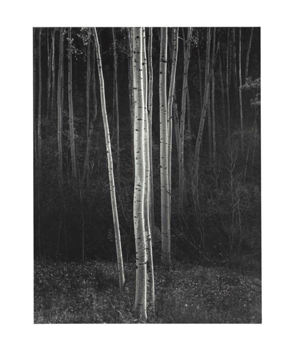 Ansel Adams - Aspens, 1958: ANSEL ADAMS (1902-1984) Aspens, 1958 Print in Colors 6" x 7 1/4" Ansel Adams was an iconic American photographer known for his awe-inspiring black-and-white photographs of the American West. Carefully