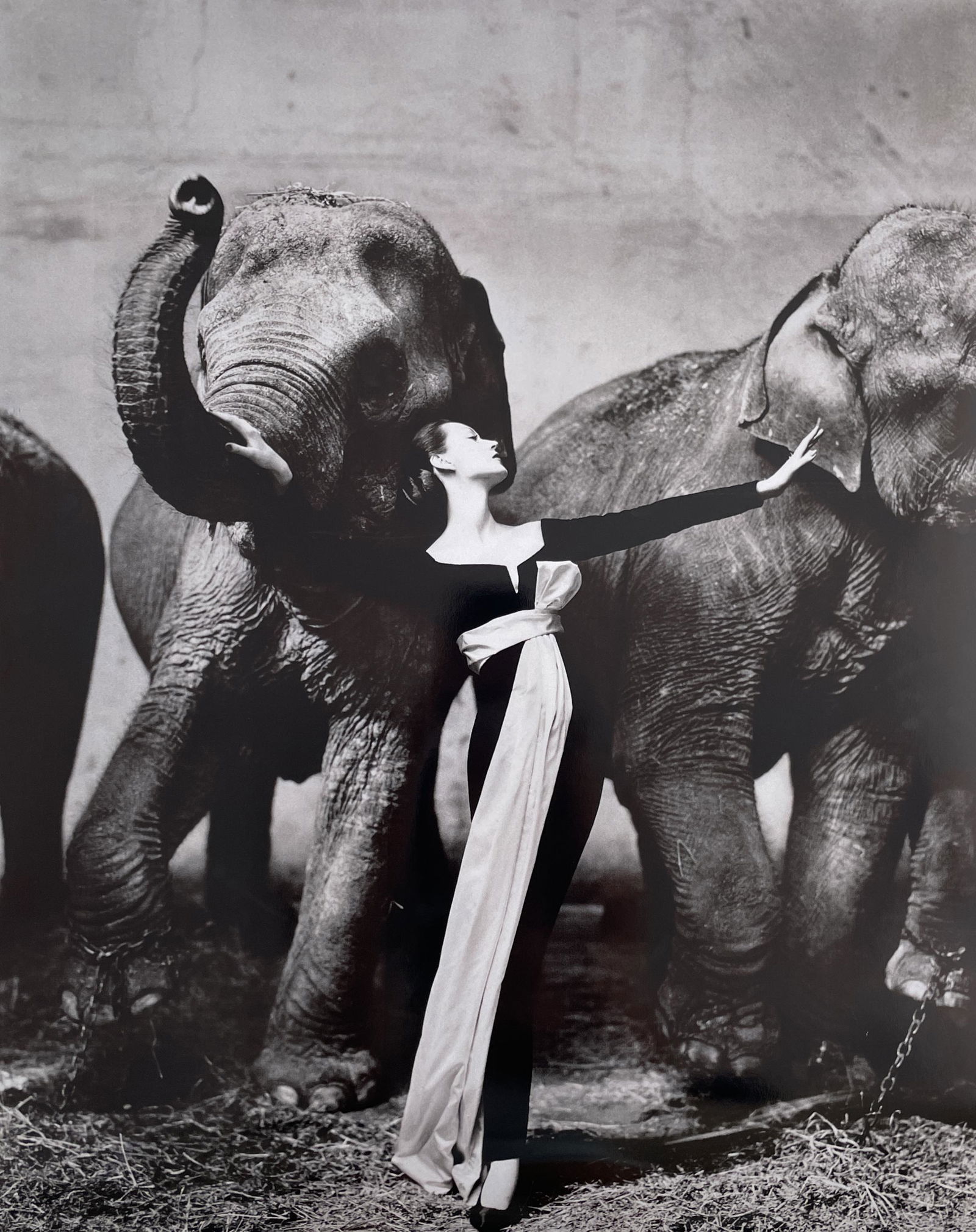 Richard Avedon - Dovima with Elephants, 1955 (1 of 7)