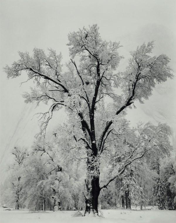 Ansel Adams - Oak Tree, 1948 (1 of 1)