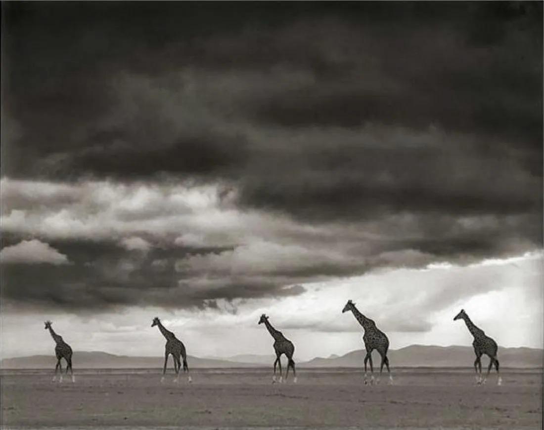 Nick Brandt - Giraffes on Lake Bed, 2012: NICK BRANDT (B. 1964) Title - Giraffes on Lake Bed, Amoseli, 2012 Type of Print - Print in Colors Estimated Image Size - 7" x 9" Nick Brandt is a contemporary English photographer whose work focuses o