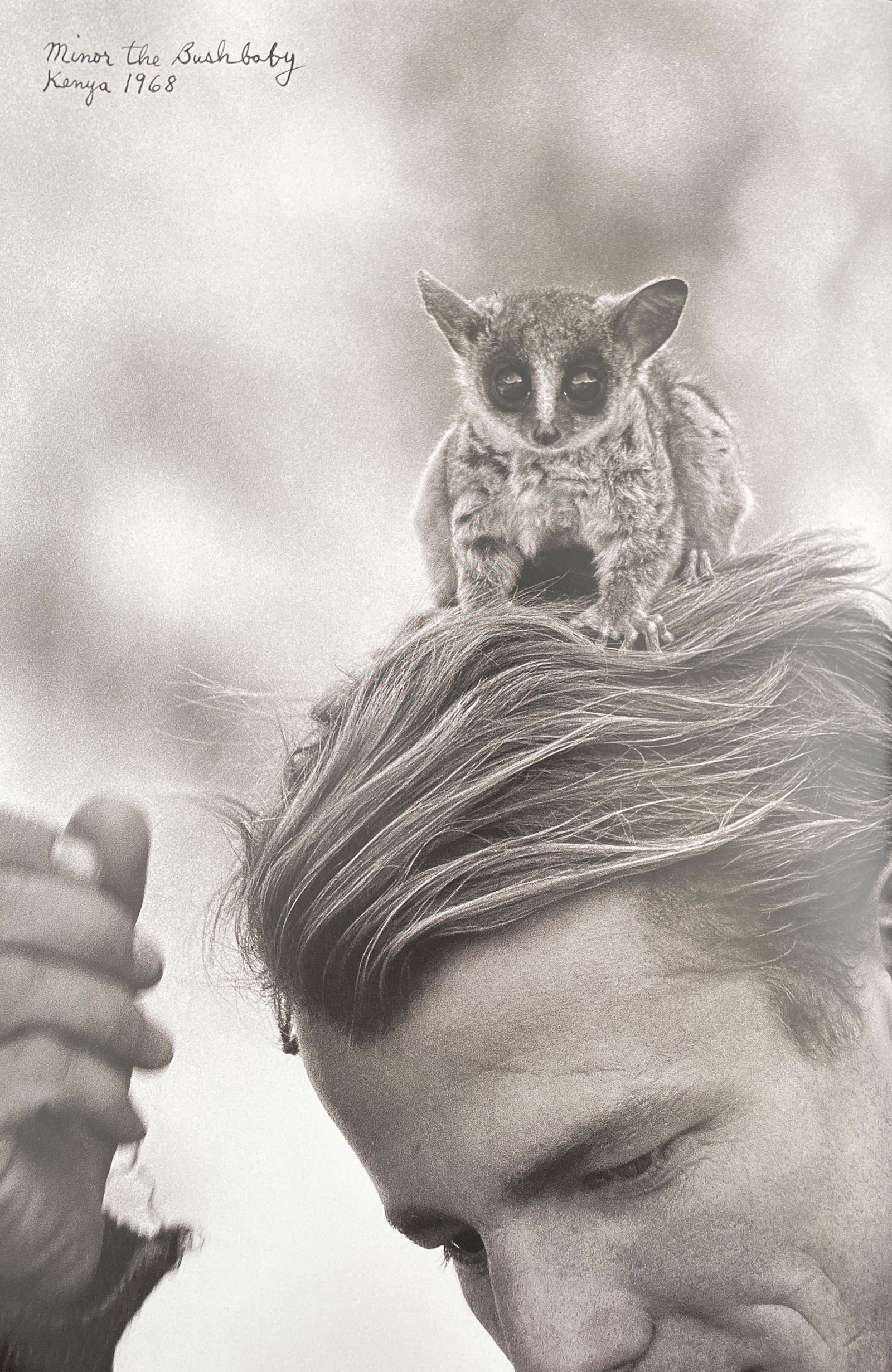 Peter Beard - Minor the Bushbaby, Kenya, 1968: PETER BEARD (1938-2020) Title - Minor the Bushbaby, Kenya, 1968 Type of Print - Print in ColorsEstimated Image Size - 8" x 12" Peter Beard was an American photographer best known for his documentary i