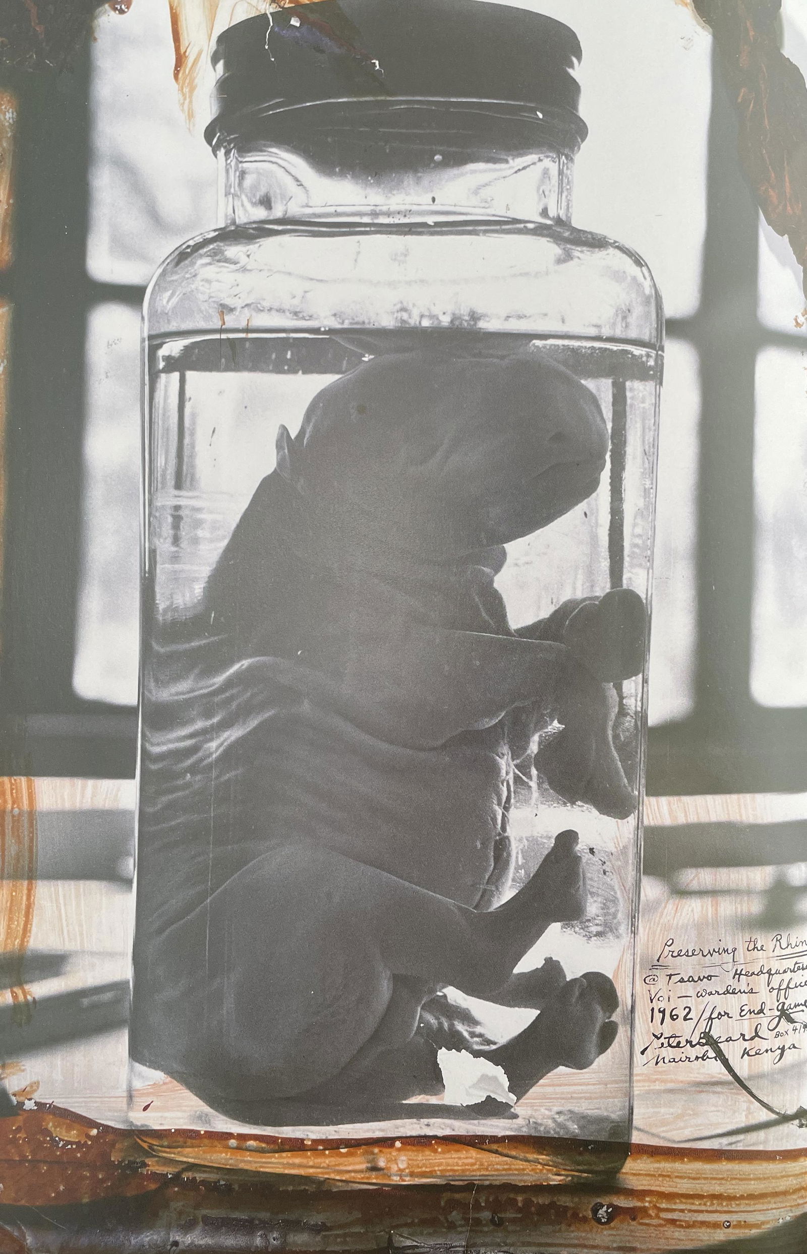 Peter Beard - Preserving the Rhino, 1962: PETER BEARD (1938-2020) Title - Preserving the Rhino, 1962 Untitled Type of Print - Print in ColorsEstimated Image Size - 8" x 12" Peter Beard was an American photographer best known for his documenta