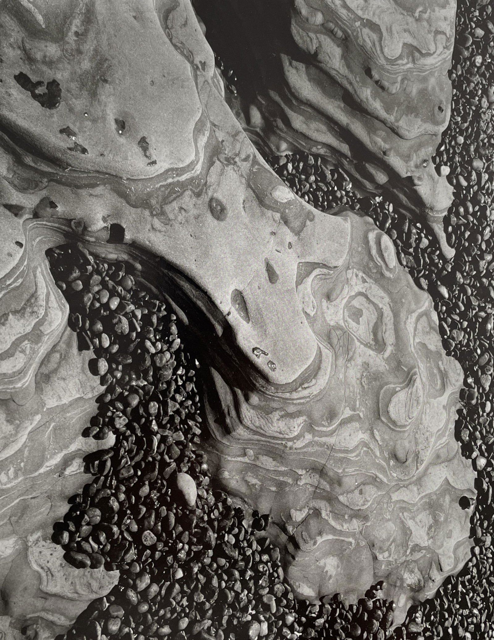 Edward Weston - Point Lobos, 1930 (1 of 1)