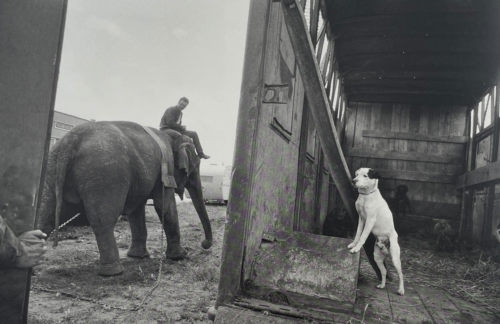 Bruce Davidson - The Dwarf and The Clyde Beatty Circus, 1958: BRUCE DAVIDSON (B.1933) Title - The Dwarf and The Clyde Beatty Circus, 1958 Type of Print - Print in Colors Approximate Image Size - 9 1/2" x 6 1/2" Bruce Davidson is an American photographer known fo