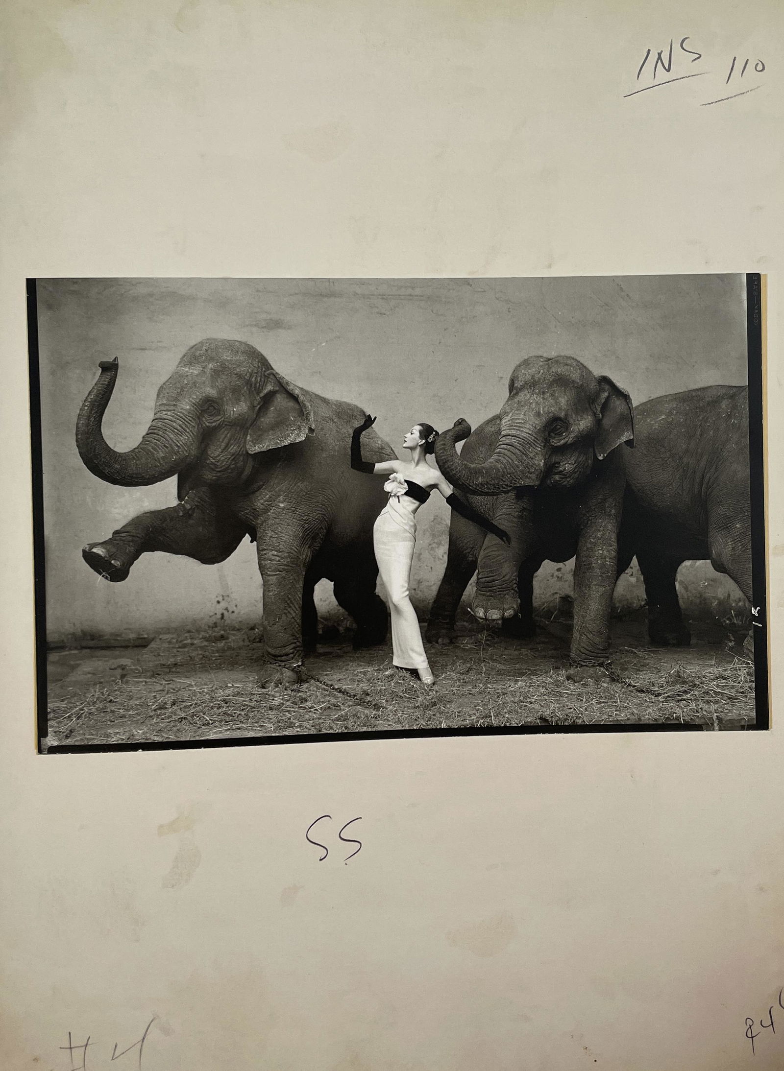 Richard Avedon - Dovima with Elephants, 1955 (1 of 1)