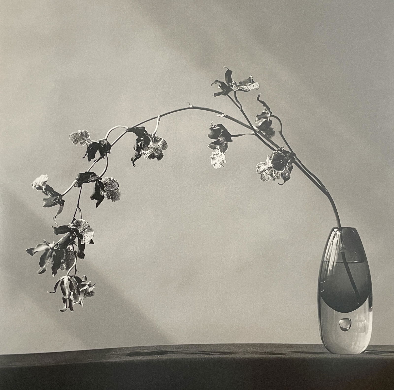 Robert Mapplethorpe - Orchid, 1982 (1 of 1)