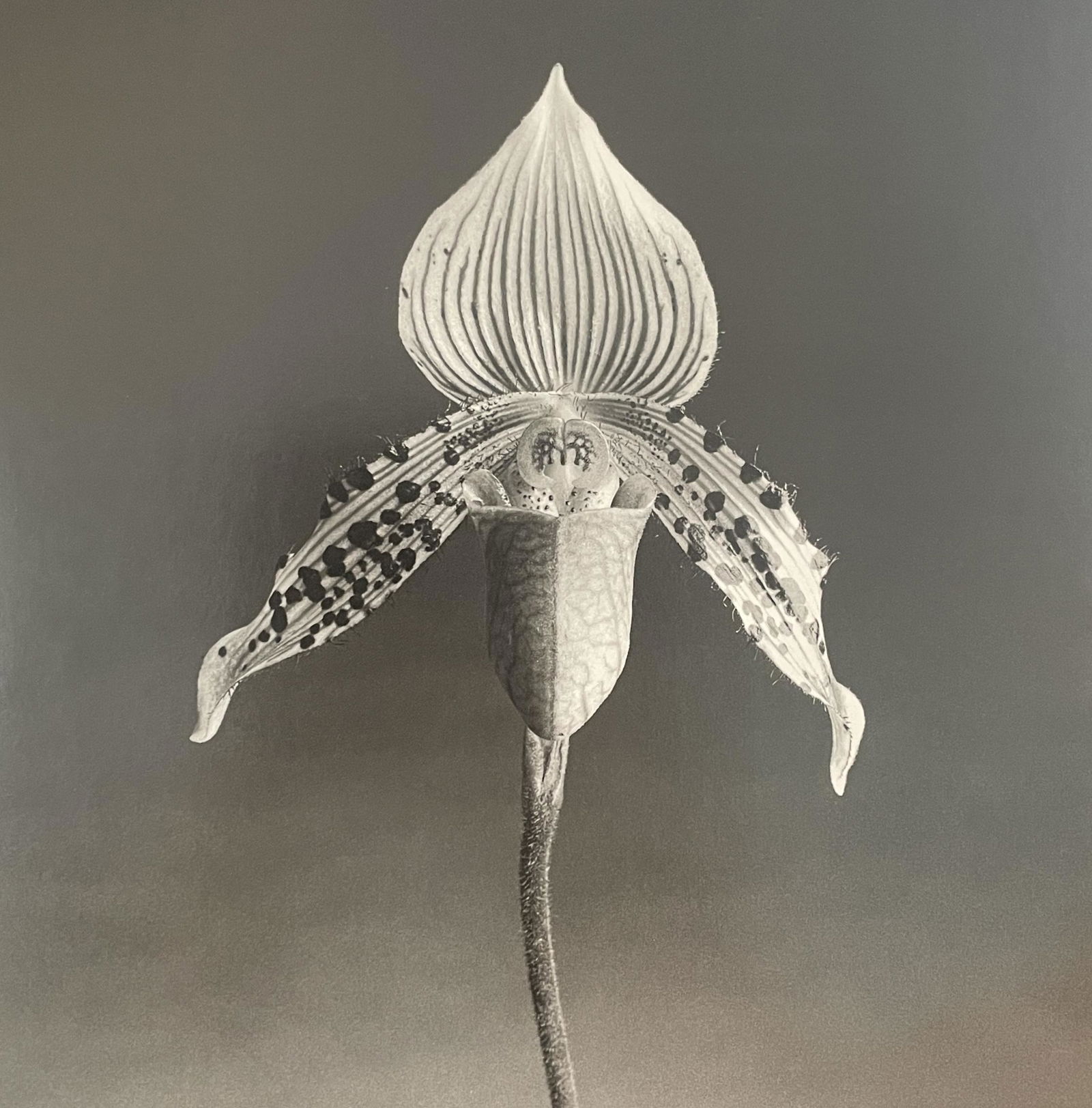 Robert Mapplethorpe - Orchid, 1987 (1 of 1)