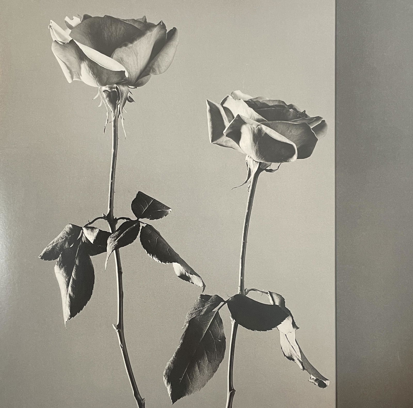 Robert Mapplethorpe - Roses, 1988 (1 of 1)