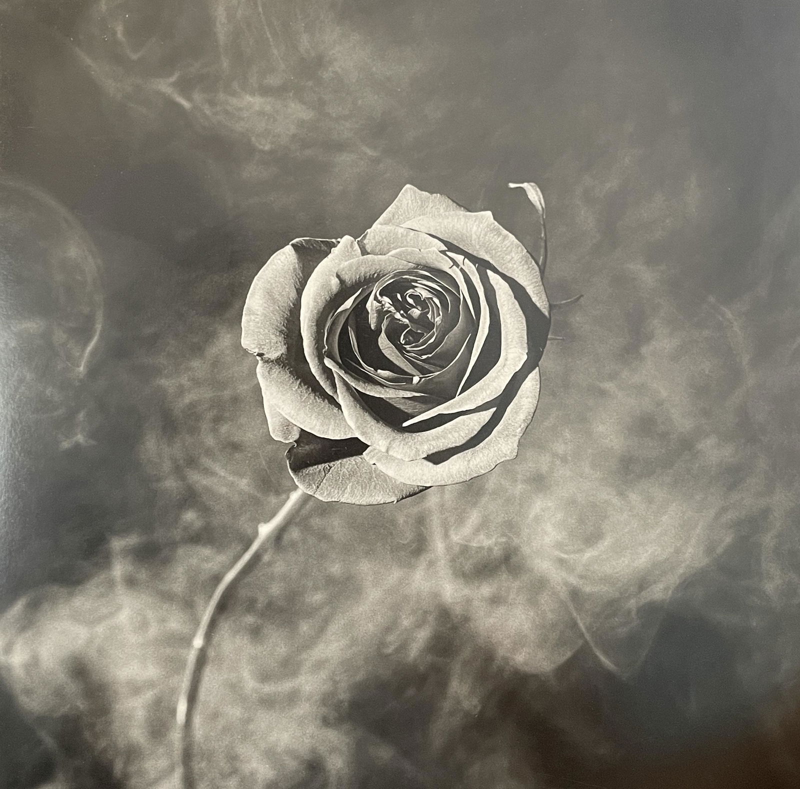 Robert Mapplethorpe - Rose with Smoke, 1985 (1 of 1)