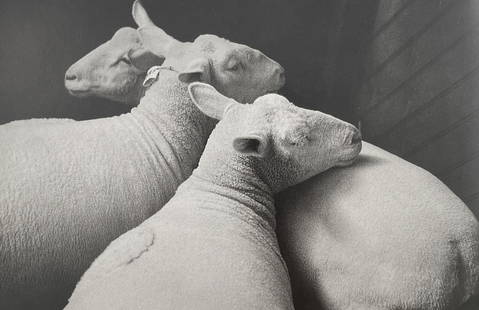 Andre Kertesz - Schafe, Paris, 1931: ANDRE KERTESZ (1894-1985) Title - Schafe, Paris, 1931 Type of Print - Print in Colors Estimated Image Size - 7 3/4" x 5" André Kertész was a Hungarian photographer who emerged as one of the most