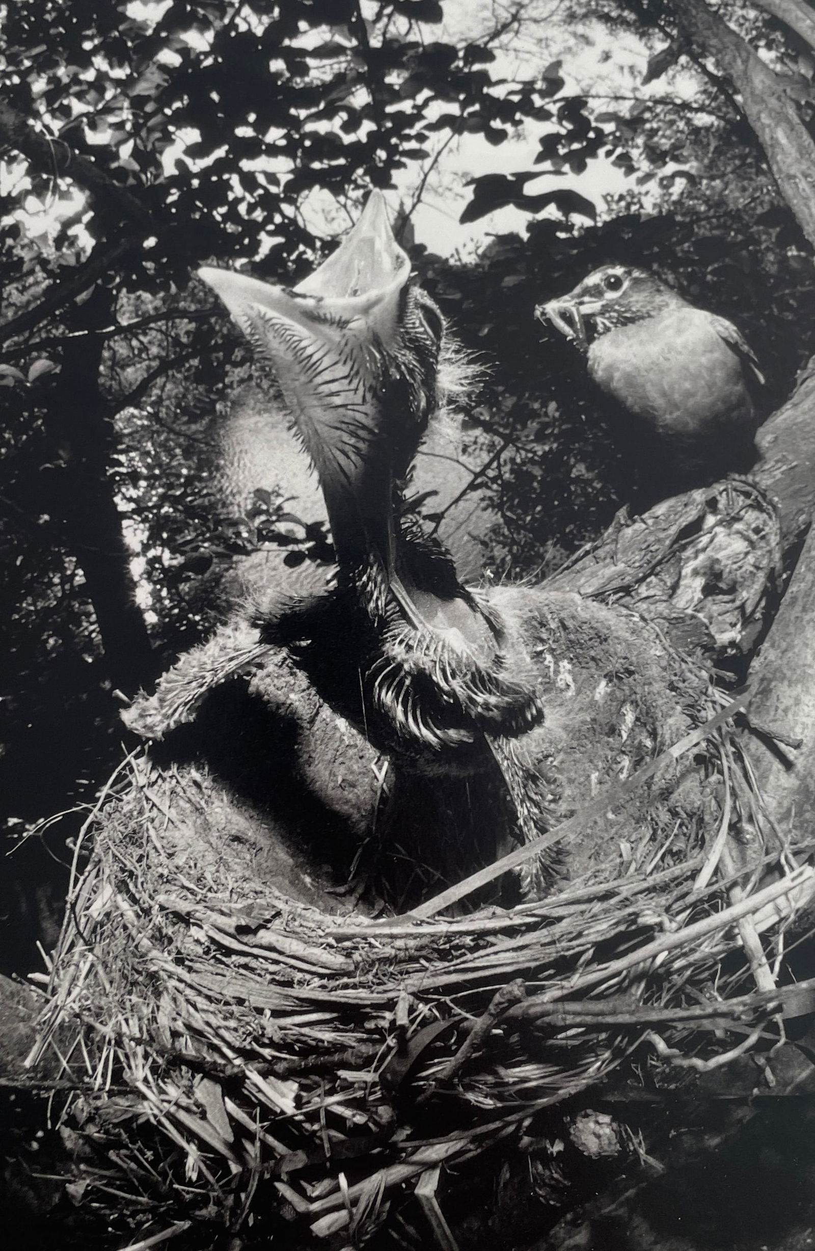 Bruce Davidson - Central Park, 1992: BRUCE DAVIDSON (B.1933) Title - Central Park, 1992 Type of Print - Print in Colors Approximate Image Size - 9" x 6" Bruce Davidson is an American photographer known for capturing images of communities
