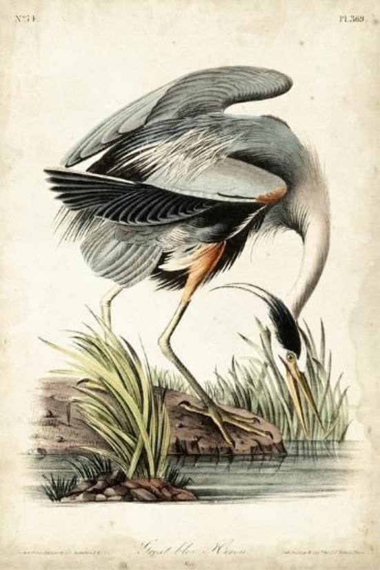 John James Audobon - Great Blue Heron (1 of 1)