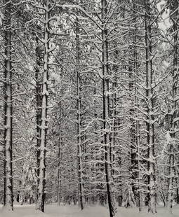Ansel Adams - Trees and Snow, 1933: ANSEL ADAMS (1902-1984) Trees and Snow, 1933 Print in Colors, Printed in the 1970s 6" x 7 3/4"