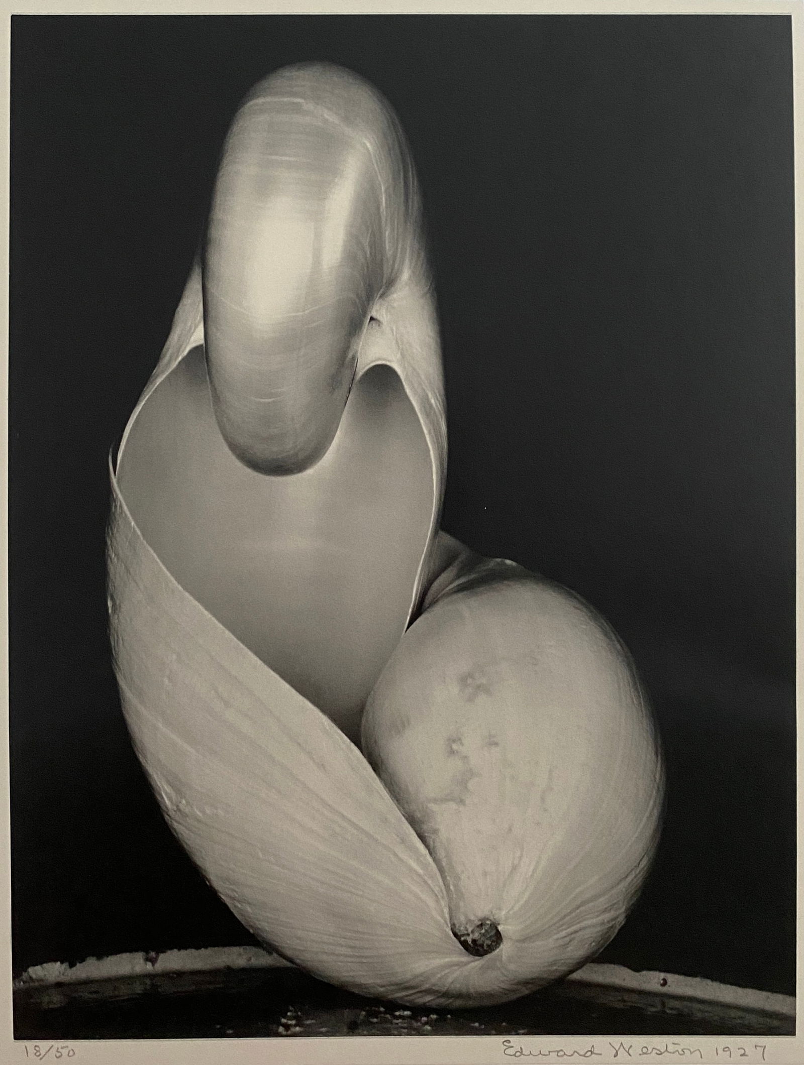 Edward Weston - Shell, 1927 (1 of 1)