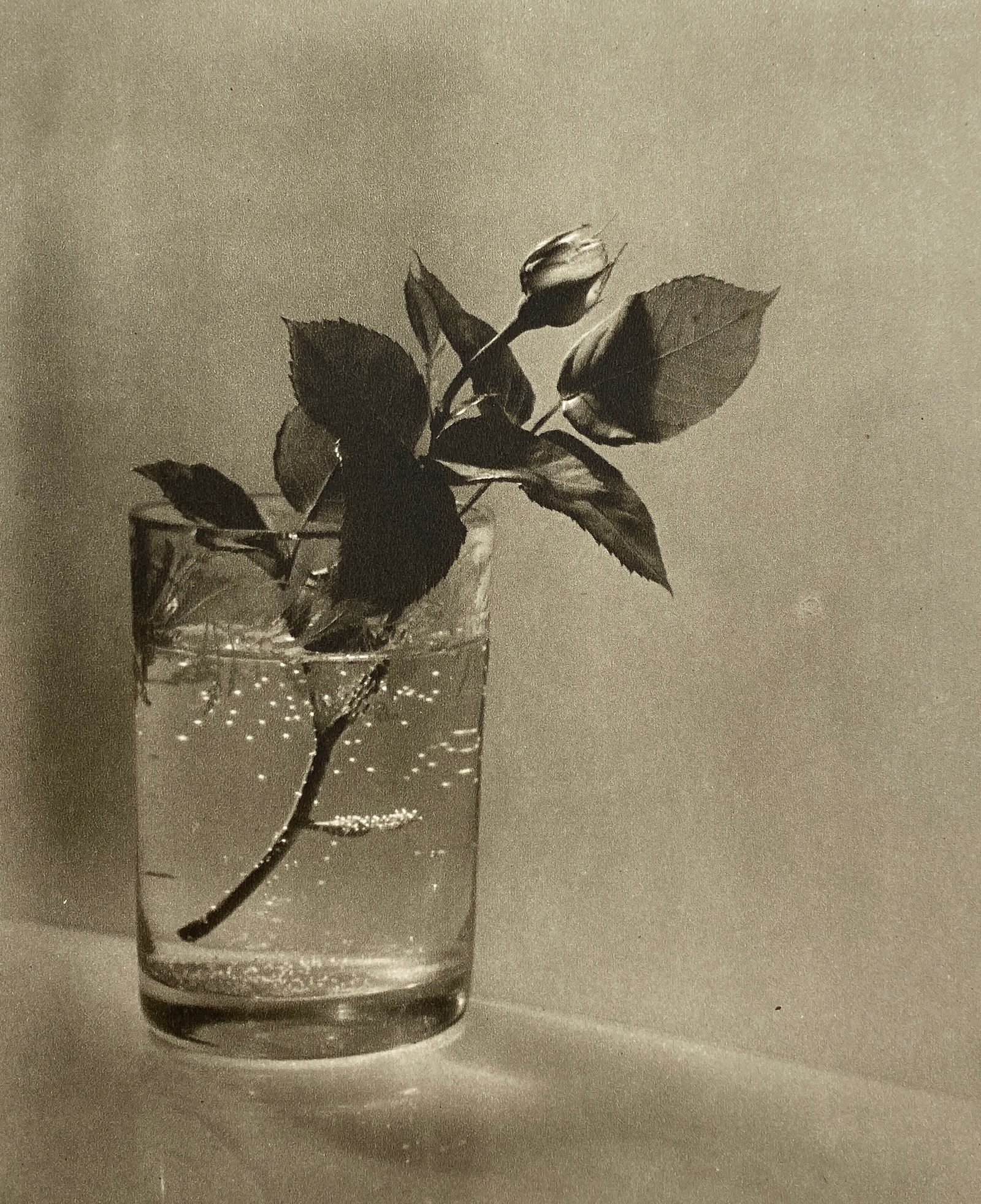 Josef Sudek - Poupe Bile Ruze, Photogravure (1 of 1)