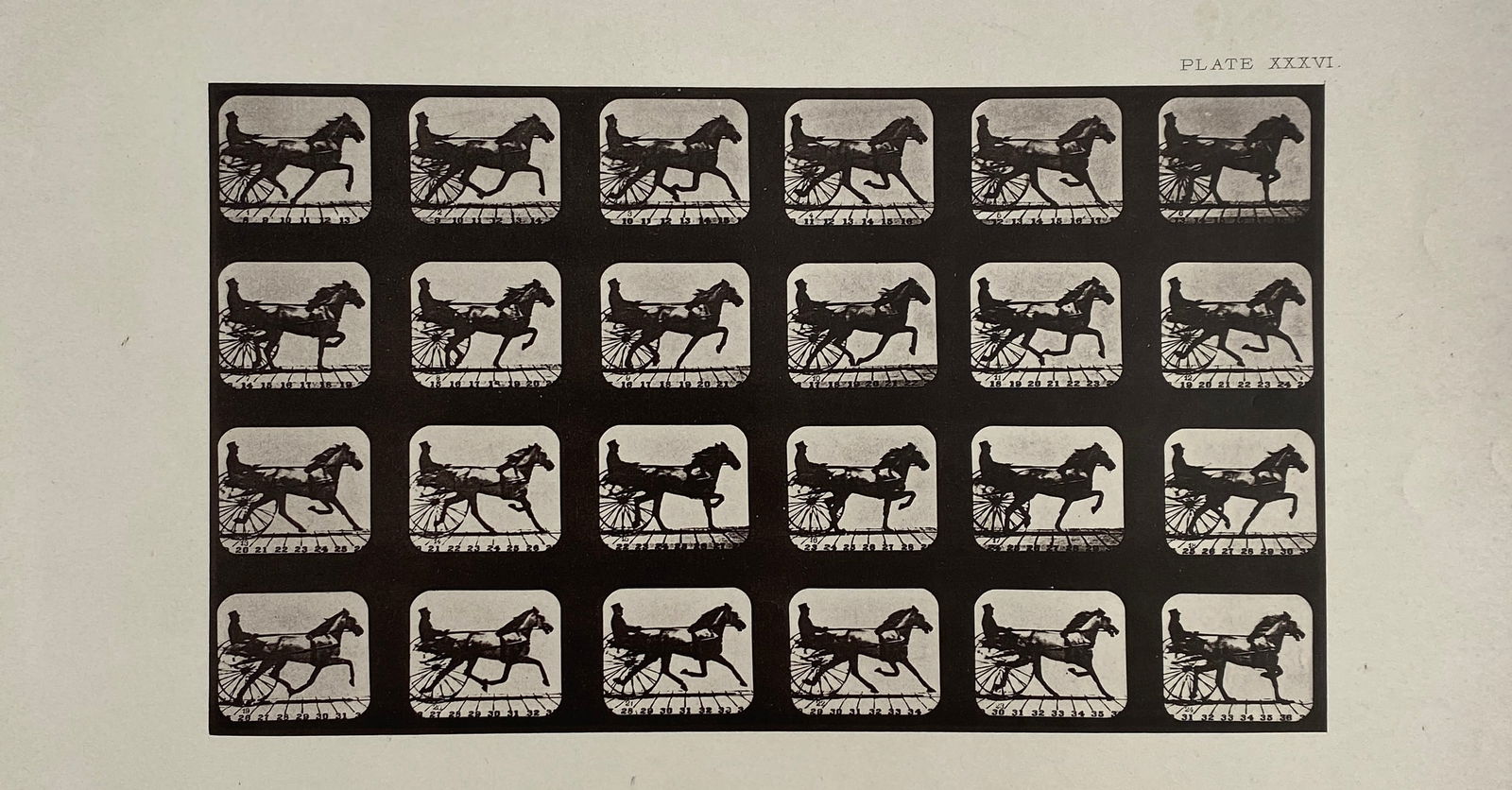 Eadweard Muybridge - Grouping of 4, Collotypes (1 of 8)