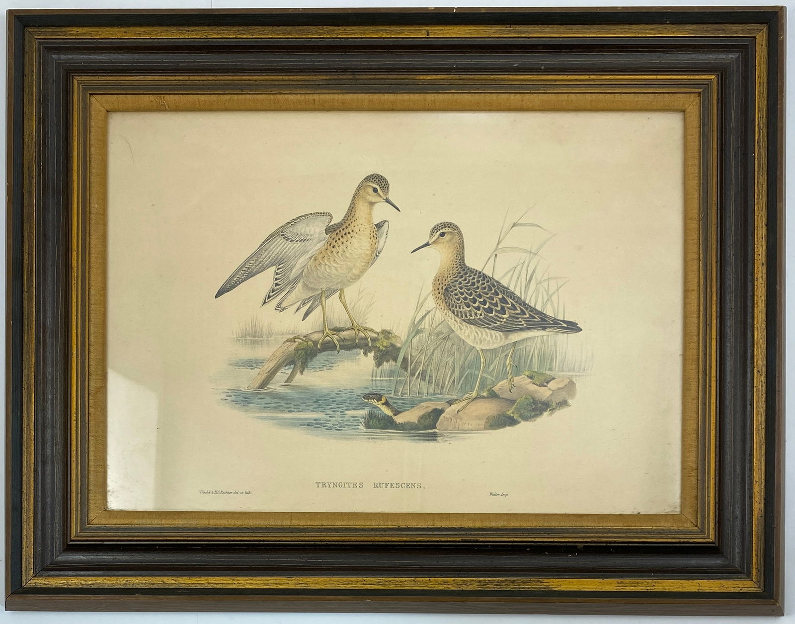 John Gould - Tryngites Rufescens, Colored Antique Lithograph: JOHN GOULD Tryngites Rufescens Colored Antique Lithograph Sight - 13" x 19" - Frame - 19" x 26"