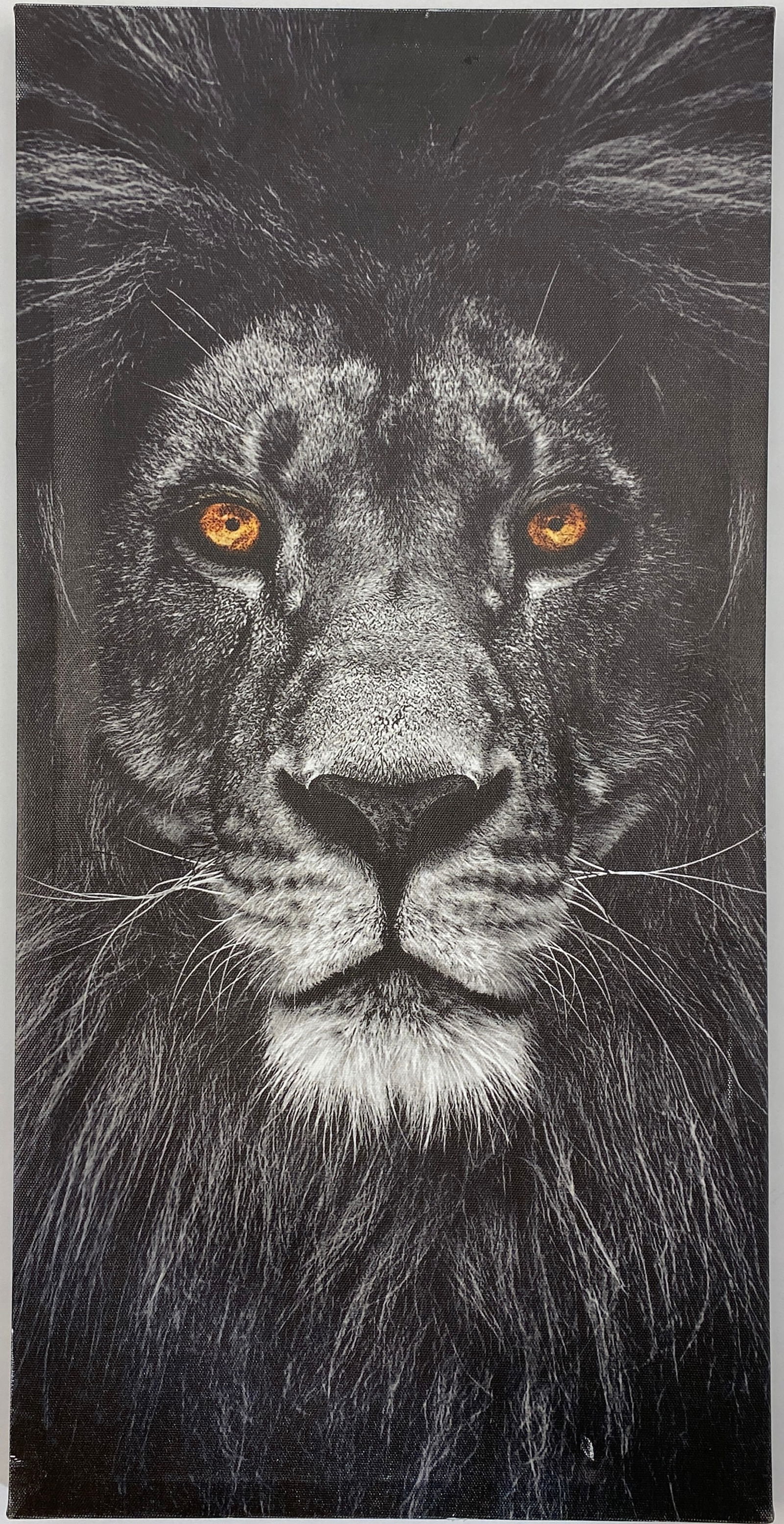 Lion - Print on Canvas (1 of 14)