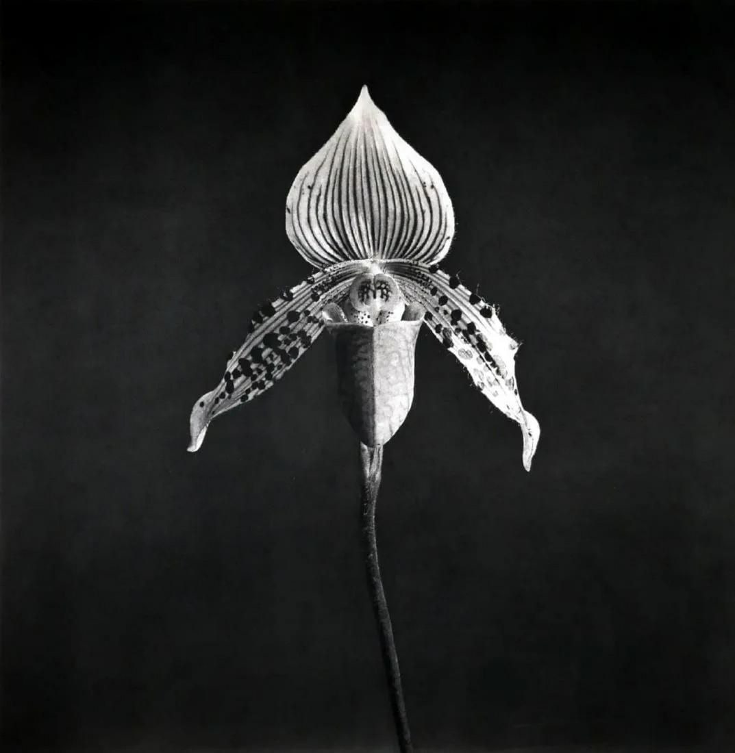 Robert Mapplethorpe - Orchid, 1982 (1 of 1)