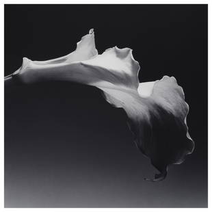 Robert Mapplethorpe - Calla Lily, Print: ROBERT MAPPLETHORPE Calla Lily Photo Print 19" x 19"