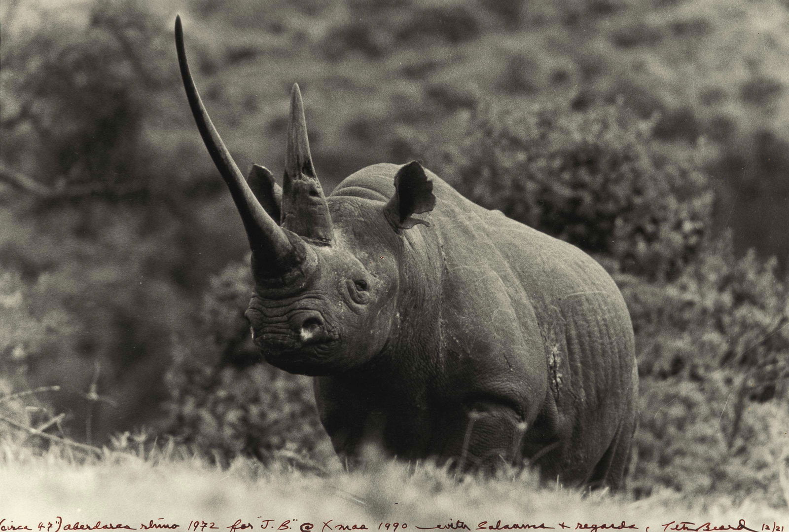 Peter Beard - World-Class Rhino, 1972: PETER BEARD World-Class Rhino, Aberdare Forest, 1972 Glossy Print 8 1/4" x 12 1/4"