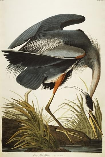 John James Audobon - Great Blue Heron, Offset Lithograph (1 of 1)